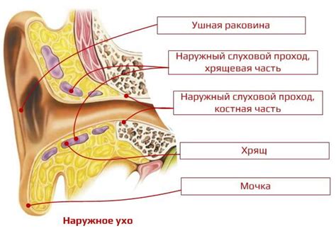 Нервное снабжение передней стенки наружного слухового прохода