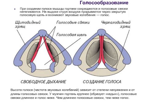 Нечеткое звучание голосовых звонков