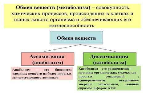 Низкое содержание питательных веществ в организме: влияние на состояние волос