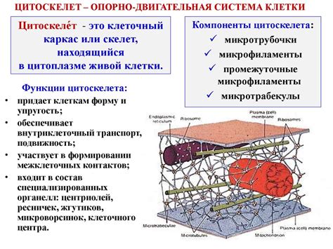 Нитчатые структуры: микрофиламенты и микротрубочки