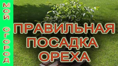 Нужна ли предварительная подготовка грунта