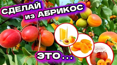 Обильный урожай абрикосов: что означает подобный сон?