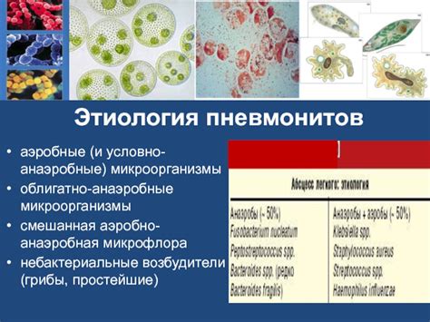 Облигатно анаэробные микроорганизмы