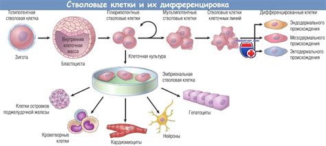 Обнаружение неопасных клеток: что это значит