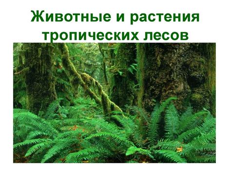 Образование и информирование о значимости тропических лесов