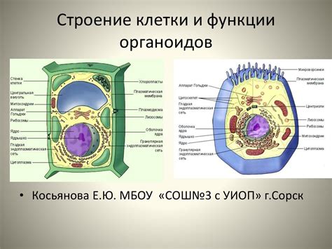 Образование и функции органоидов