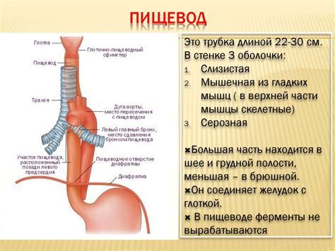 Образование опухолей и сужение пищевода