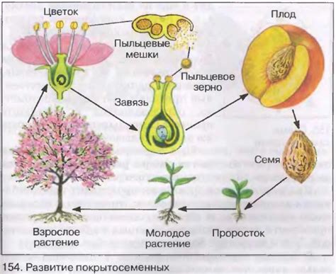 Образование плодов и цветов как один из путей образования красящих веществ