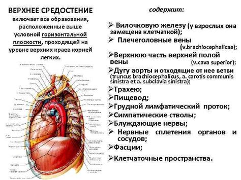 Образование полости груди