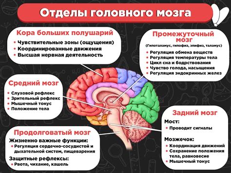 Образы при сновидениях и их связь с работой мозга