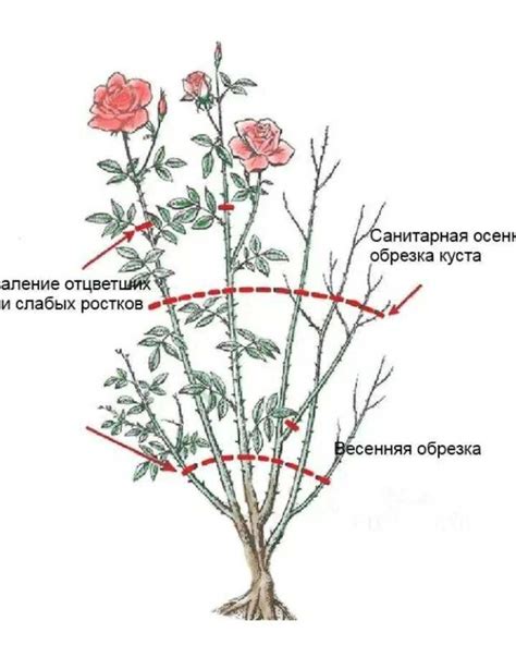 Обрезка роз во время и после цветения