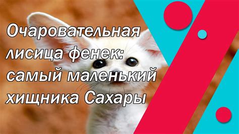 Обширные трактовки сновидений о стоимости маленького хищника с полосатым мехом