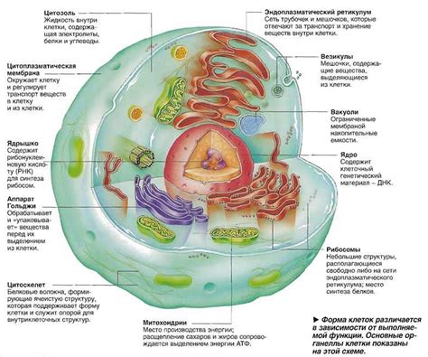 Общая структура микропиле и ее функционирование