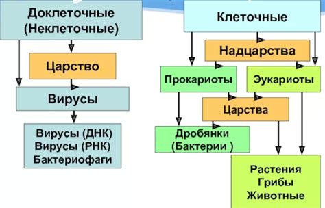 Общие принципы классификации бактерий