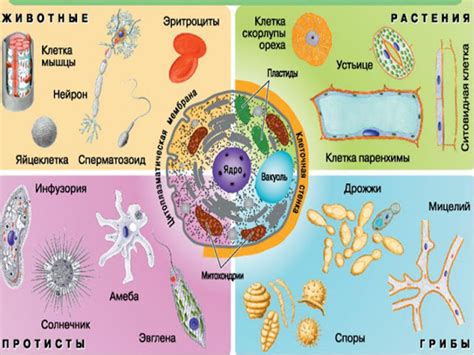 Общие характеристики животных, растительных и грибных клеток