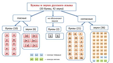 Общий подсчет букв и звуков в слове