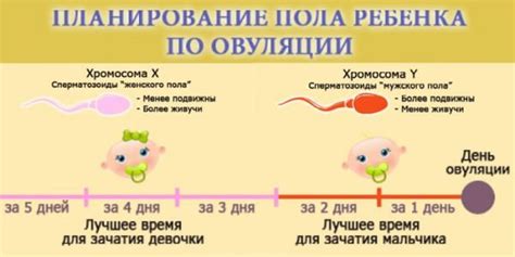 Овуляция и пол ребенка: связь или миф?