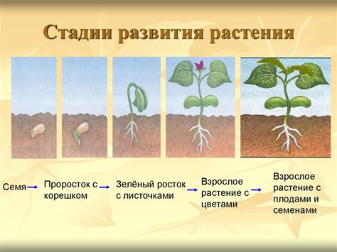 Огород во сне: символ процесса роста и развития