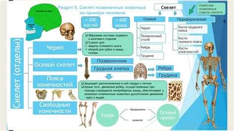 Ограничения внутреннего скелета