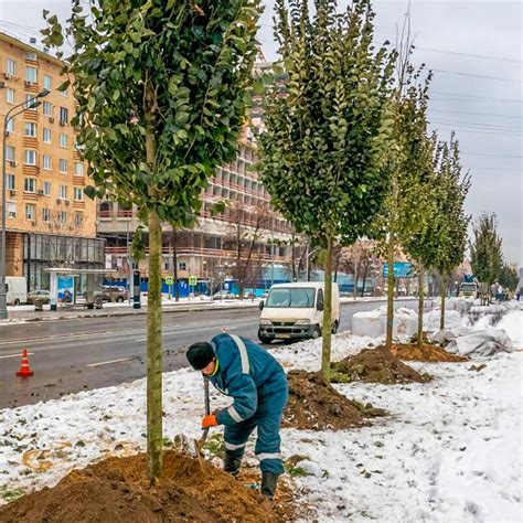 Ограничения порубки деревьев в экологических зонах Москвы