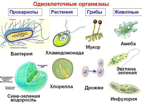 Одноклеточные организмы