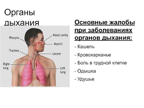 Одышка при заболеваниях органов дыхания