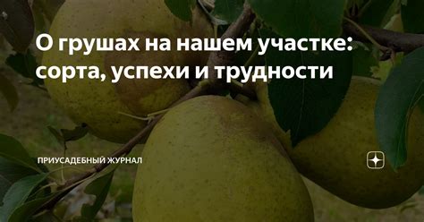 Ожидание новых начинаний: толкование снов о созревающих грушах на повисших ветках