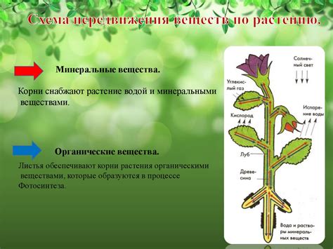 Озимые растения как источник питательных веществ