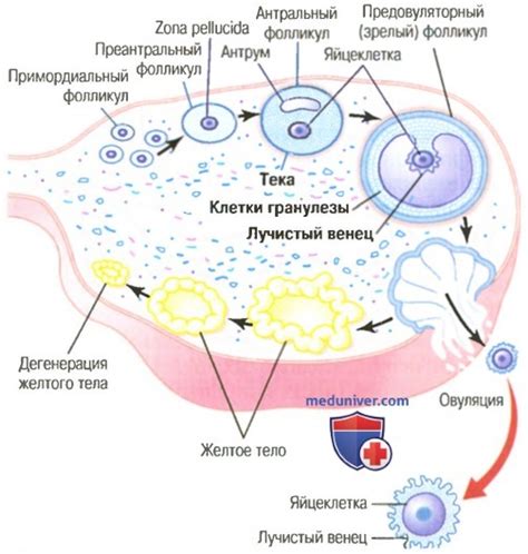 Означение 15 фолликулов в яичнике