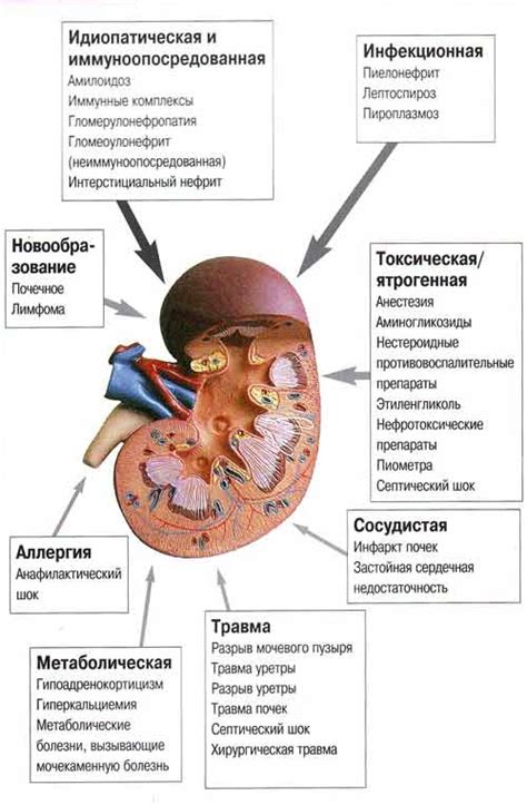 Опасность хронической почечной недостаточности у собак