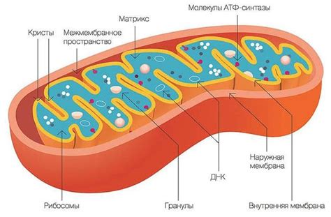 Описание митохондрий в биологии