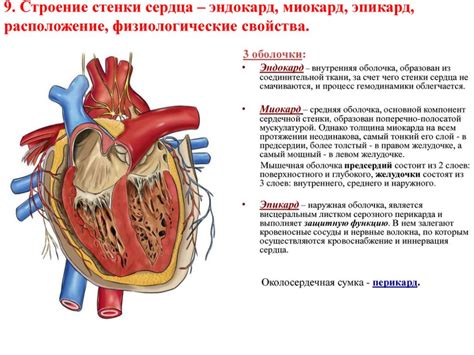 Определение, этиология и клинические проявления поражения задней стенки сердца