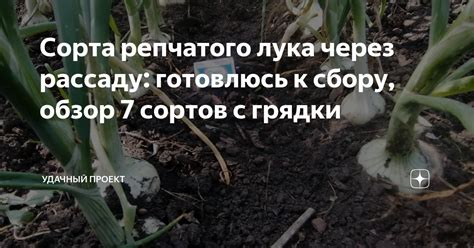 Определение готовности лука к сбору