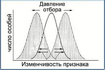 Определение естественного отбора