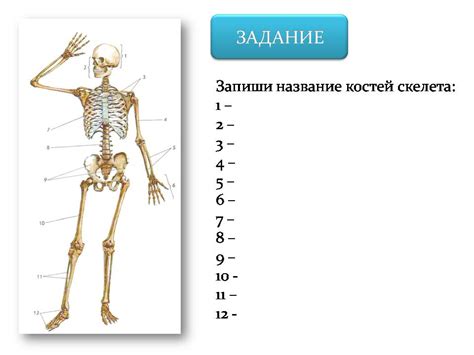 Определение значения порванных костей в соннике