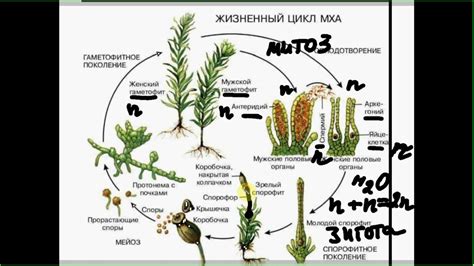 Определение и свойства мха