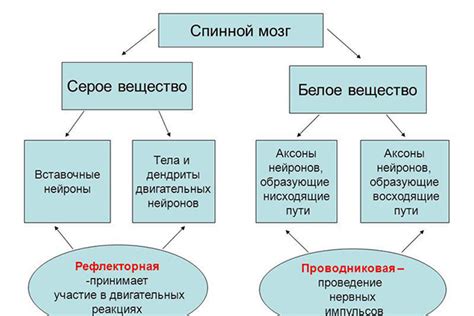 Определение и функции серого вещества