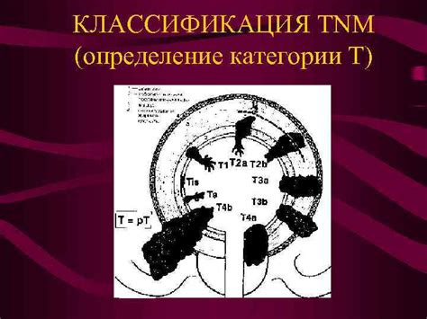 Определение категории Т