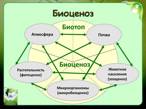 Определение корнеплода в биологии