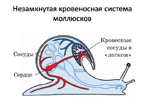 Определение незамкнутой кровеносной системы у моллюсков