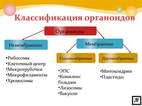 Определение органоидов в биологии