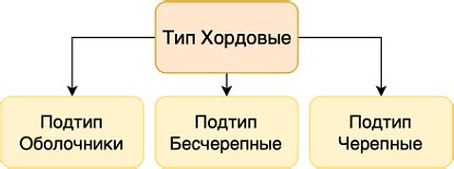 Определение понятия "хордовые"