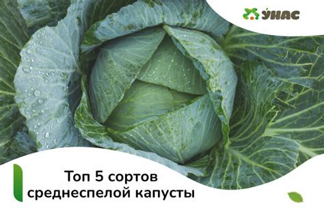 Определение среднеспелой капусты