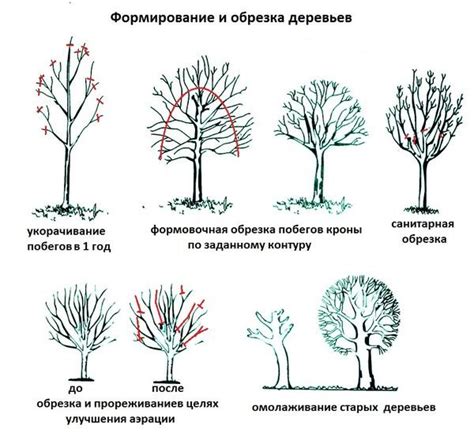 Определение сроков обрезки деревьев в городе