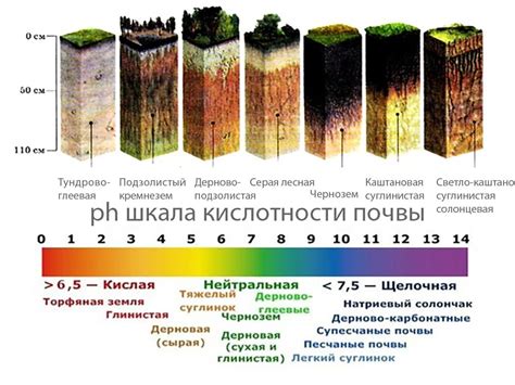 Оптимальная кислотность почвы для туи