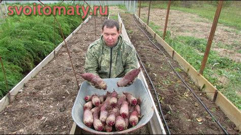 Оптимальное время посадки кормовой свеклы в открытый грунт