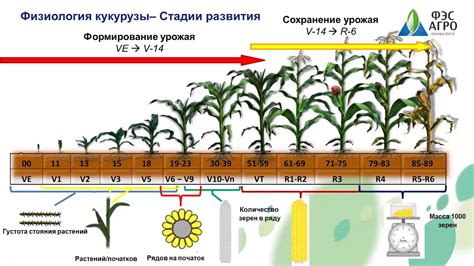 Оптимальное время посадки кукурузы