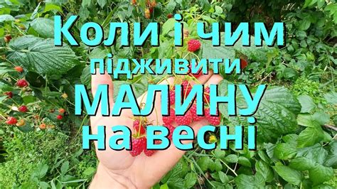 Оптимальные сроки удобрения малины