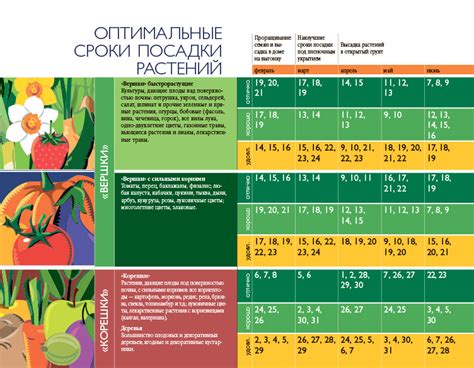 Оптимальные условия для посадки салата