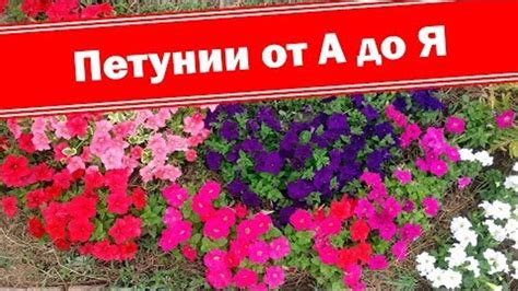 Оптимальные условия для посева ампельной петунии